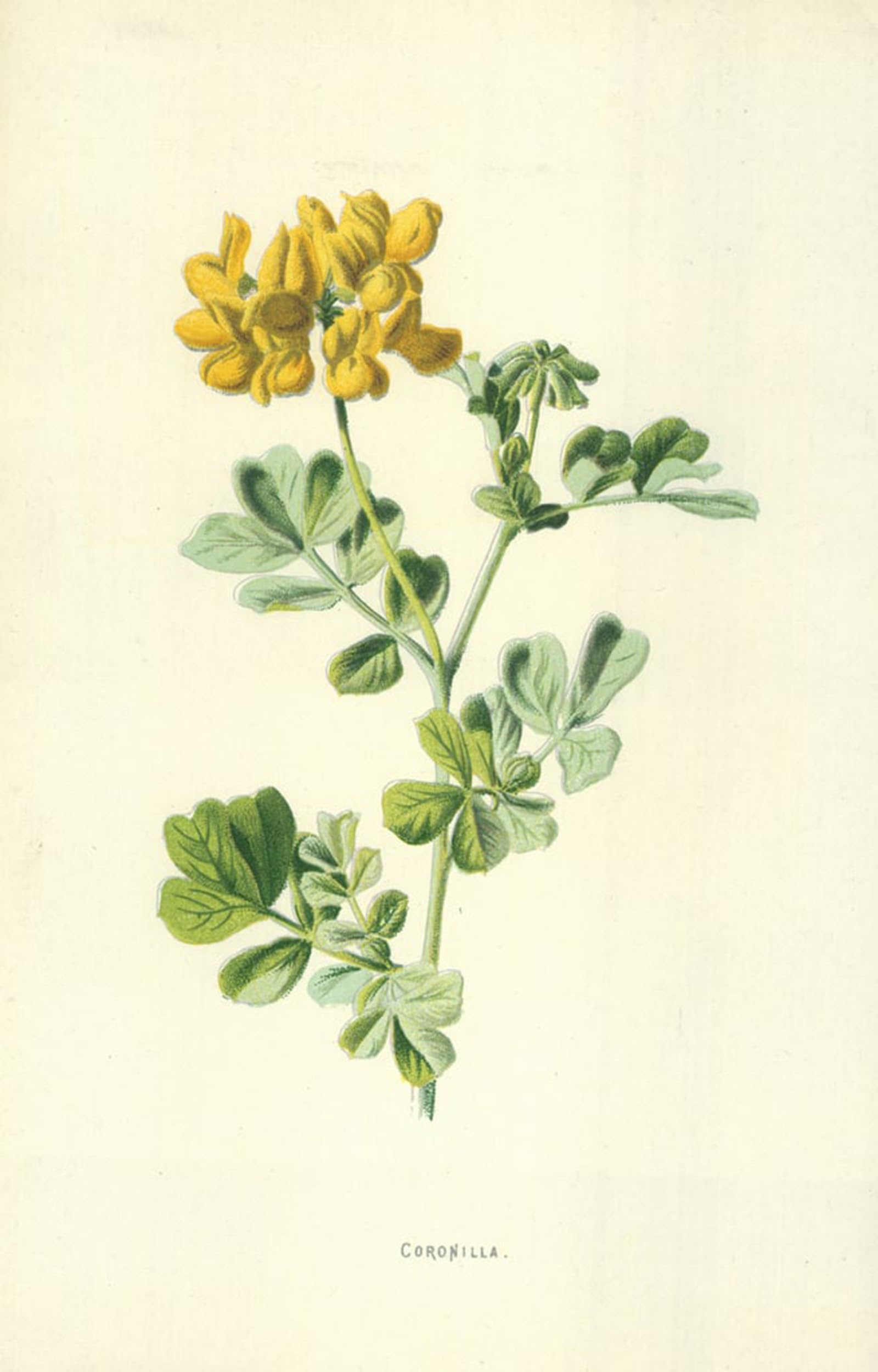 ARTXLXXBN Famous Painting Canvas Artwork Graffiti Print Coronilla by Frederick Edward Hulme Portrait Canvas Image for Home Decor 60x90cm