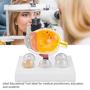 眼球医療用模型 視覚器(眼球)と眼窩7分解モデル 人体模型 11-2110-00 日本