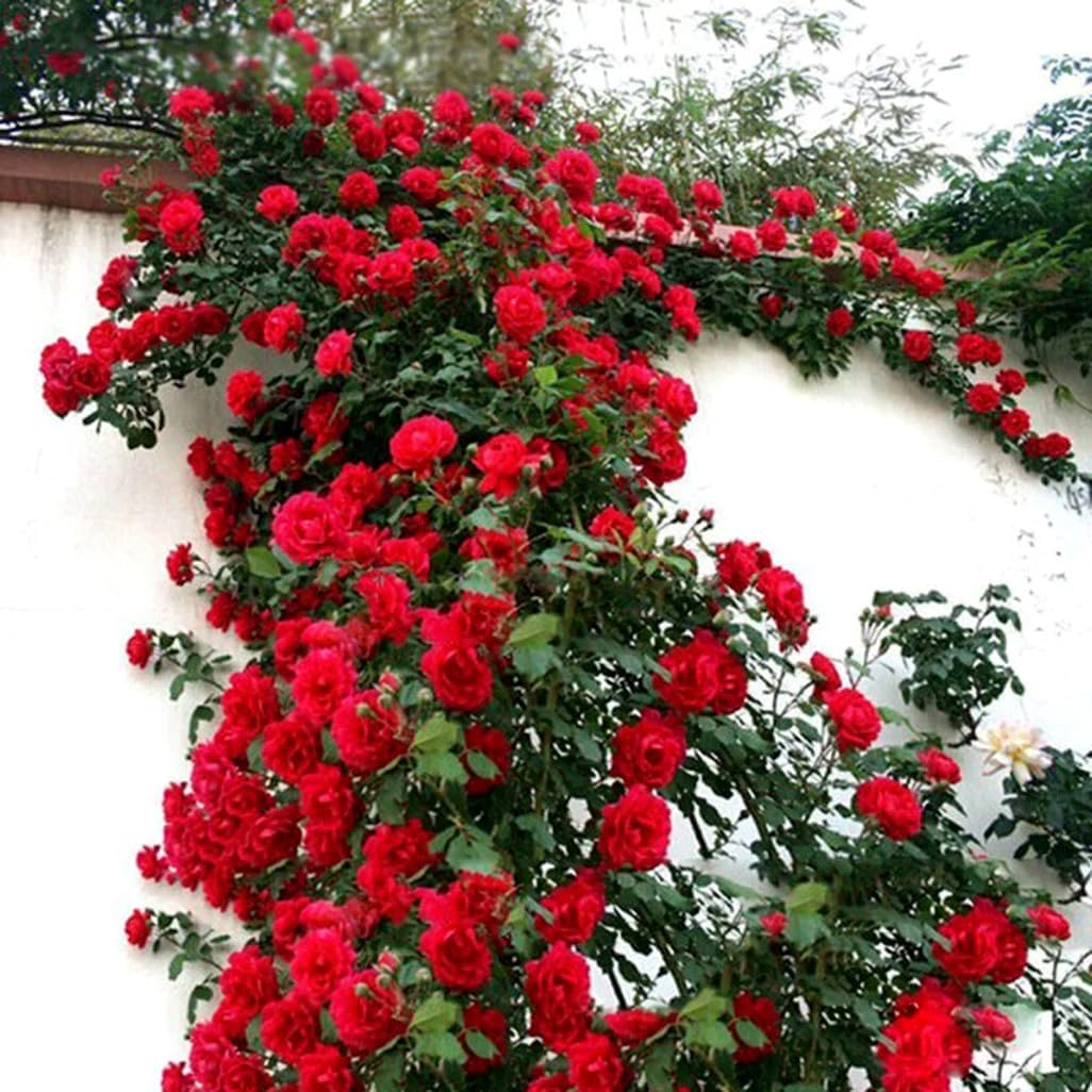 BULBORIUM 100 Red Climbing Rose Seeds - Perennial Fragrant Heirloom Flowers Attract Pollinators