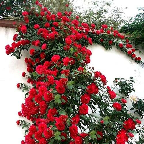 100 PCS Semillas de Rosa Trepadora Roja Perenne Fragante Semillas de Flores Reliquia