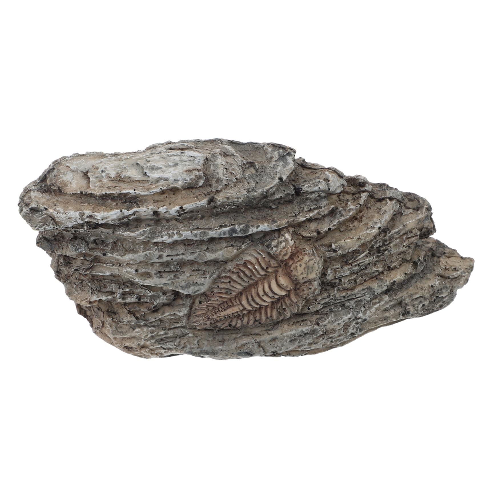 SOLUSTRE 5pièces Ornement Paléontologique Résine De Trilobite Pour Décoration Intérieure Et Enseignement Scientifique Fossile Décoratif Pour Aquarium Et Collection