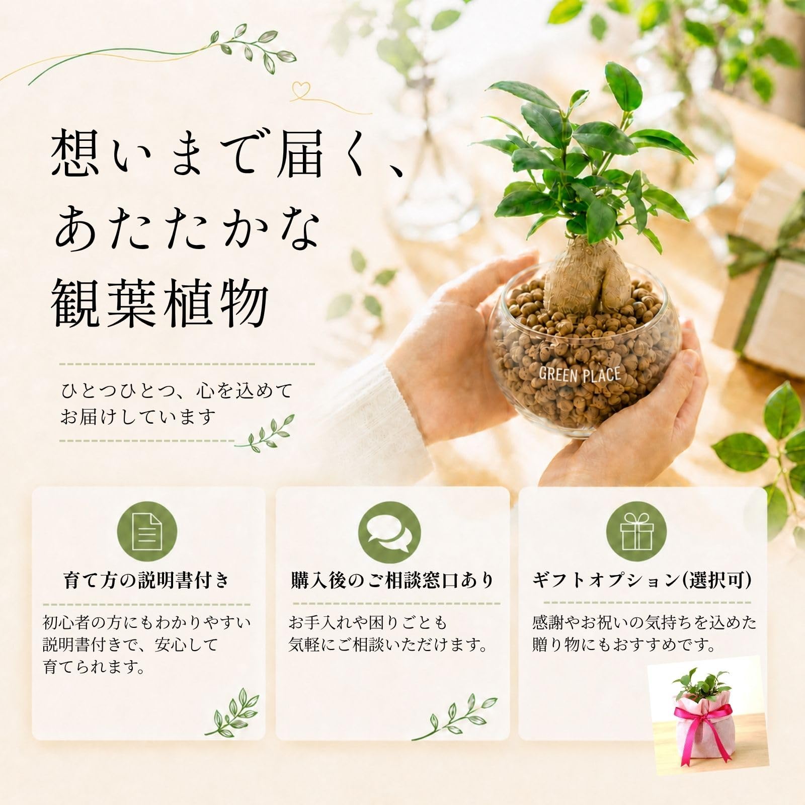 Amazon｜GREEN PLACE ガジュマル ミニ 観葉植物 本物 ギフト 【鉢