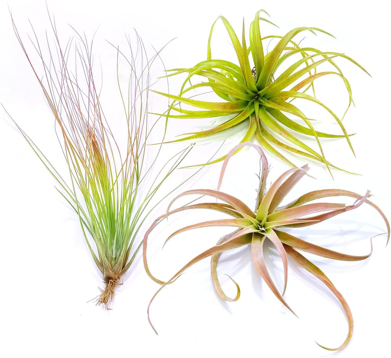 TDG The Drunken Gnome Tillandsia Air Plants Assorted Variety Pack, 3 X-Large