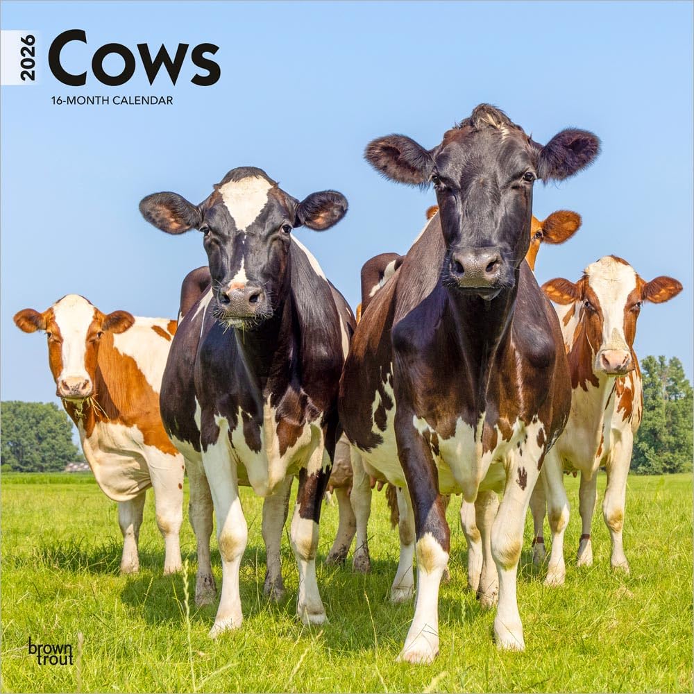 Cows - Kühe 2026 - 16-Monatskalender: Original BrownTrout-Kalender [Mehrsprachig] [Kalender]