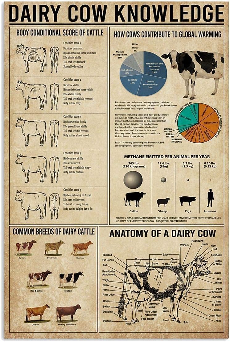 rayprint Dairy Cow Knowledge Herders Vintage Metal tin Sign Art Plaque Wall Decor Look Funny Gifts for Home Kitchen Garage Bathroom Farm Garden Bar Cafe Metal Posterses 8x12inch