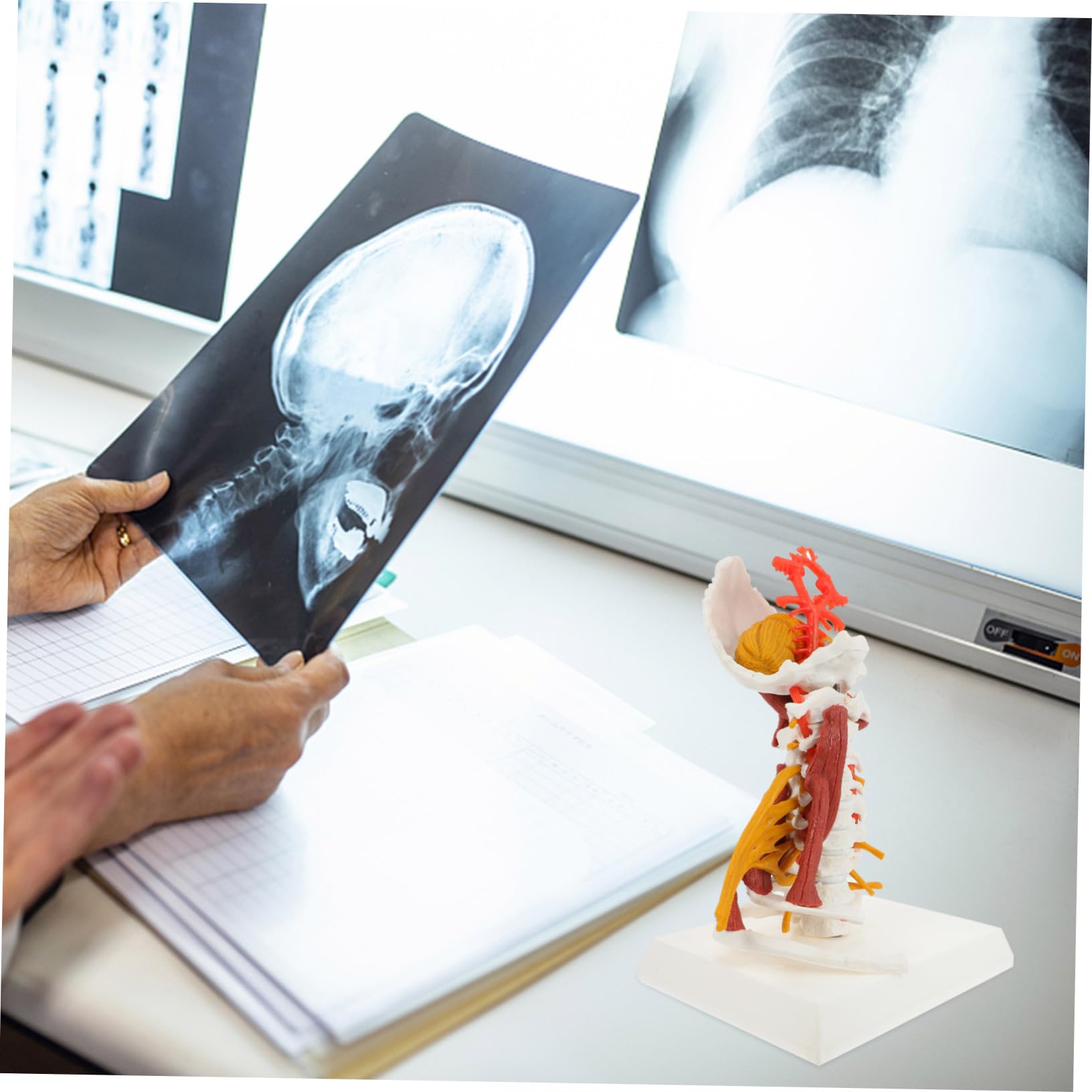 Amosfun Modello Medico della Colonna Cervicale in Pvc, Scheletro Anatomico Bianco Nervi e Muscoli, per Insegnamento e Dimostrazione Medica | Ambito Medico e Didattico, Uso per Pratica e Spiegazione, Adatto a Studenti e Medici