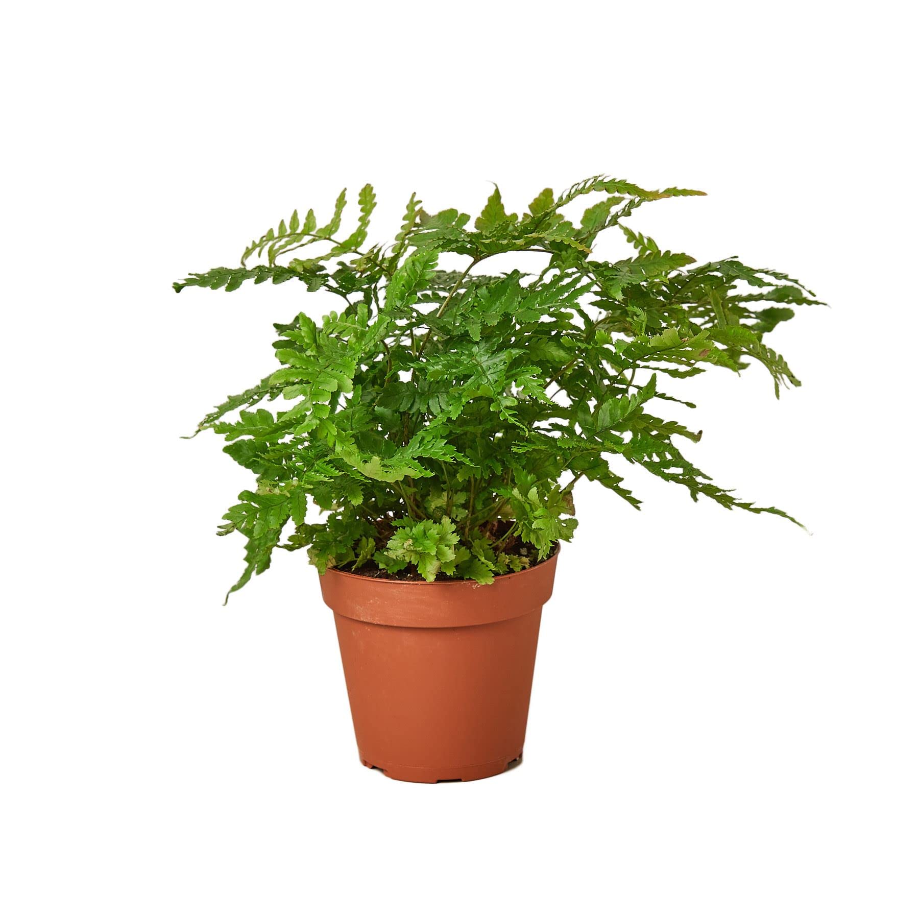 House Plant Shop Fern Autumn 4 Inch Pot