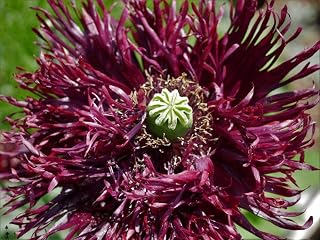 Caribou Seed Company | Black Swan Poppy | 100 Seeds | Deep Burgundy/Black Blooms | Fresh Canadian Seed