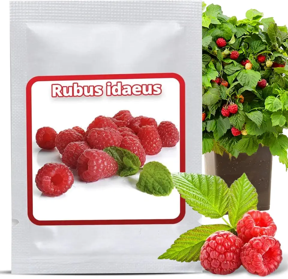 Rote Himbeere Samen (ca. 50 Stk) - Rubus idaeus Saatgut für Selbstversorger - Mehrjähriger Beerenstrauch für Garten & Balkon - Winterhart