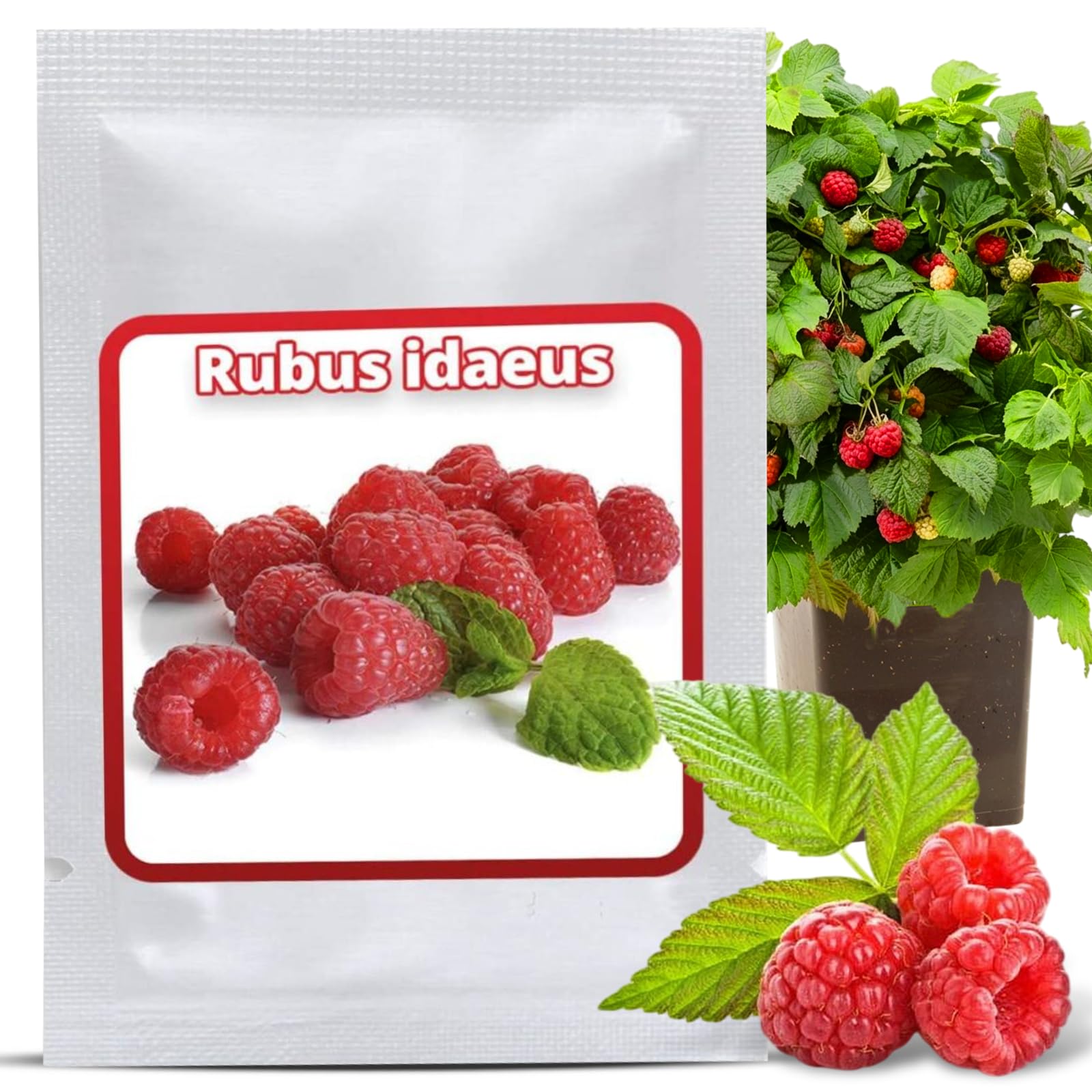 Magic of Nature Red Raspberry Seeds Approx 50 Pcs - Rubus idaeus Perennial Fruit - Homegrown Garden & Balcony - Hardy Plant