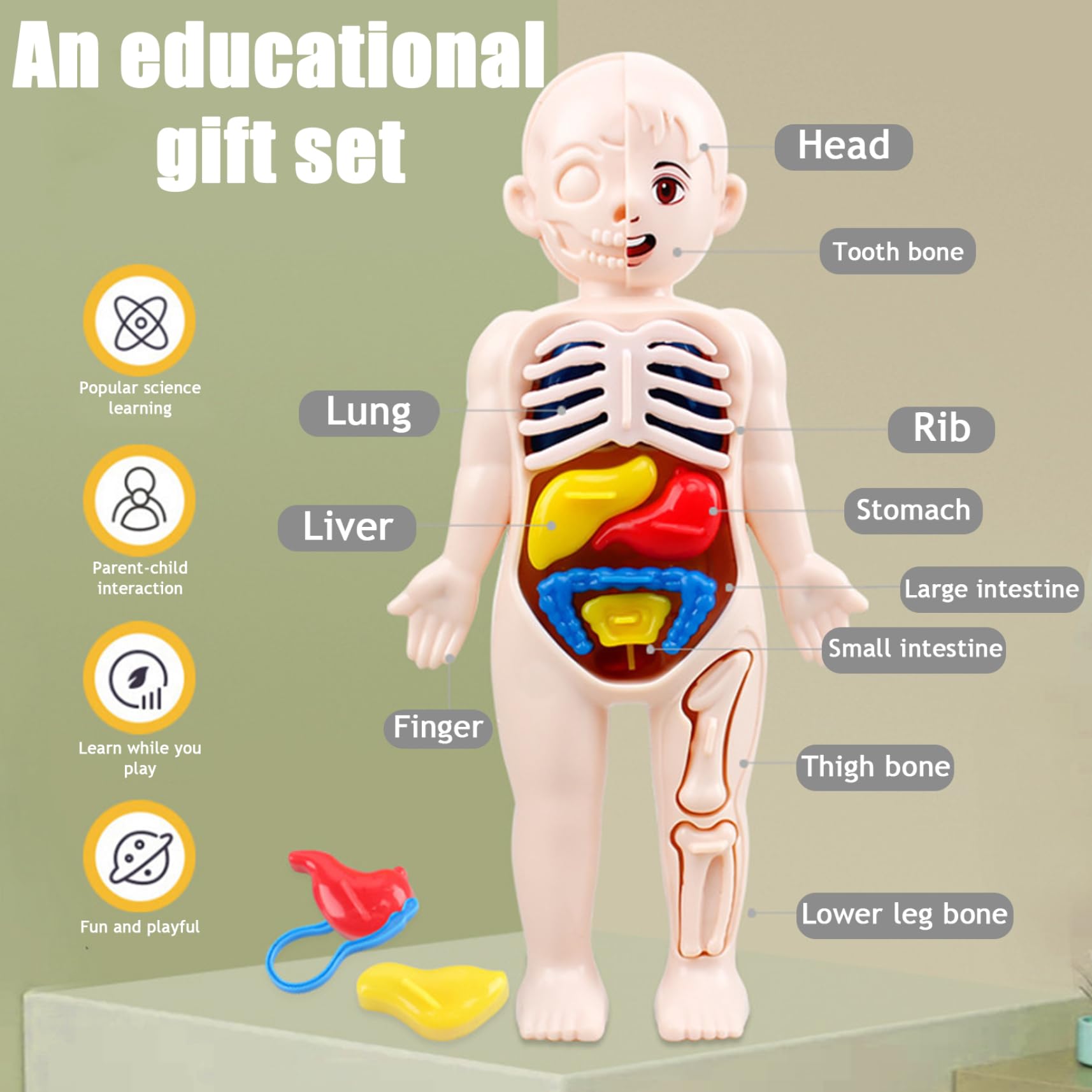 Xiaoxu Modelo del Cuerpo Humano para niños, Modelo anatómico de 7x4 Pulgadas con órganos Desmontables, Juguete Educativo científico de ABS sin Rebabas para niños Mayores de 3 años, anatomía