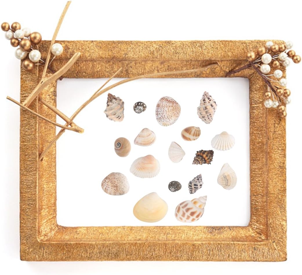 Aunifun 80PCS Sea Shells Mixed Beach Seashells, Colorful Natural Seashells Perfect Accents for Candle Making,Home Decorations, Beach Theme Party Wedding Decor, DIY Crafts, Fish Tank and Vase Fillers