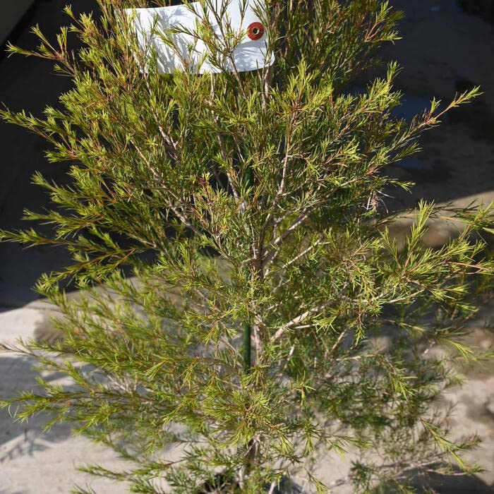 Amazon.co.jp: メディカルティーツリー 苗木 オージープランツ