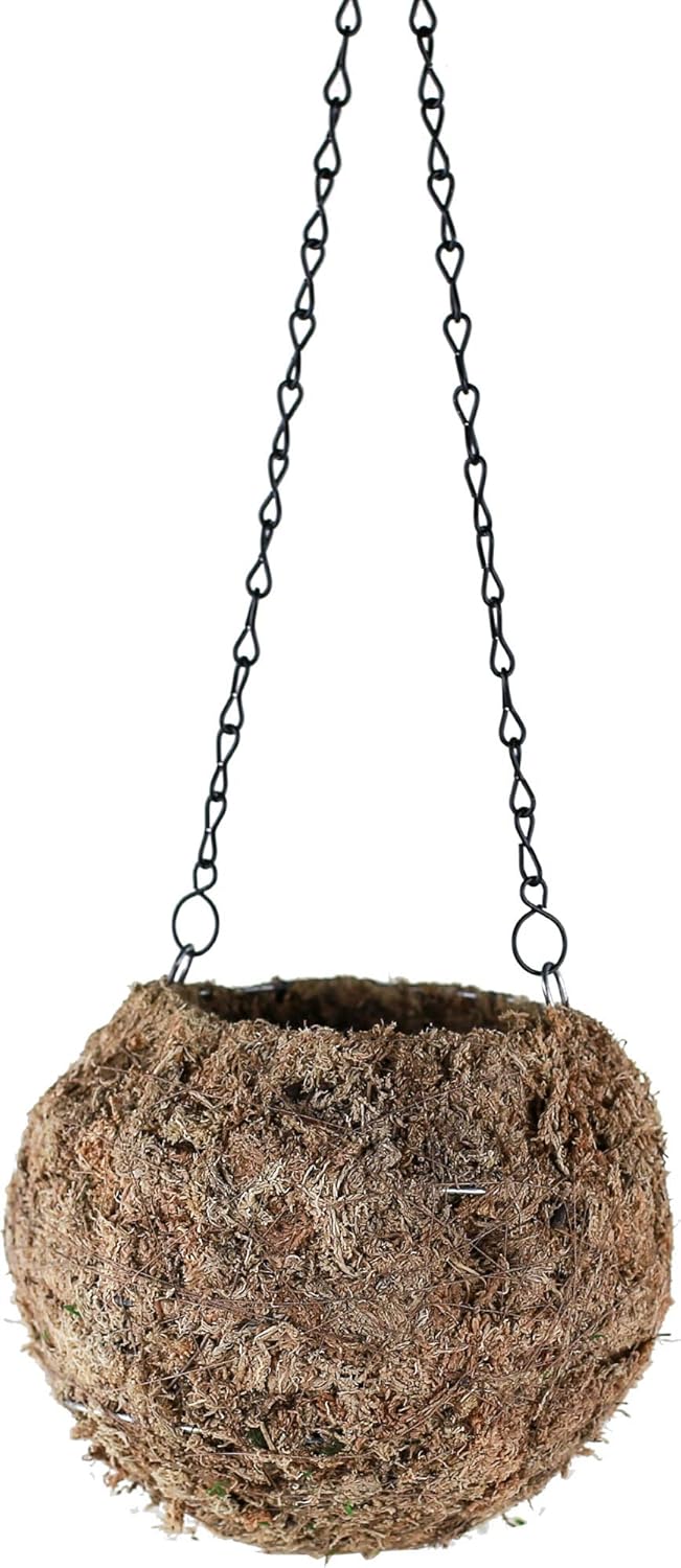 Bella Moss 129106080 Kokedama Moss Planter, Brown
