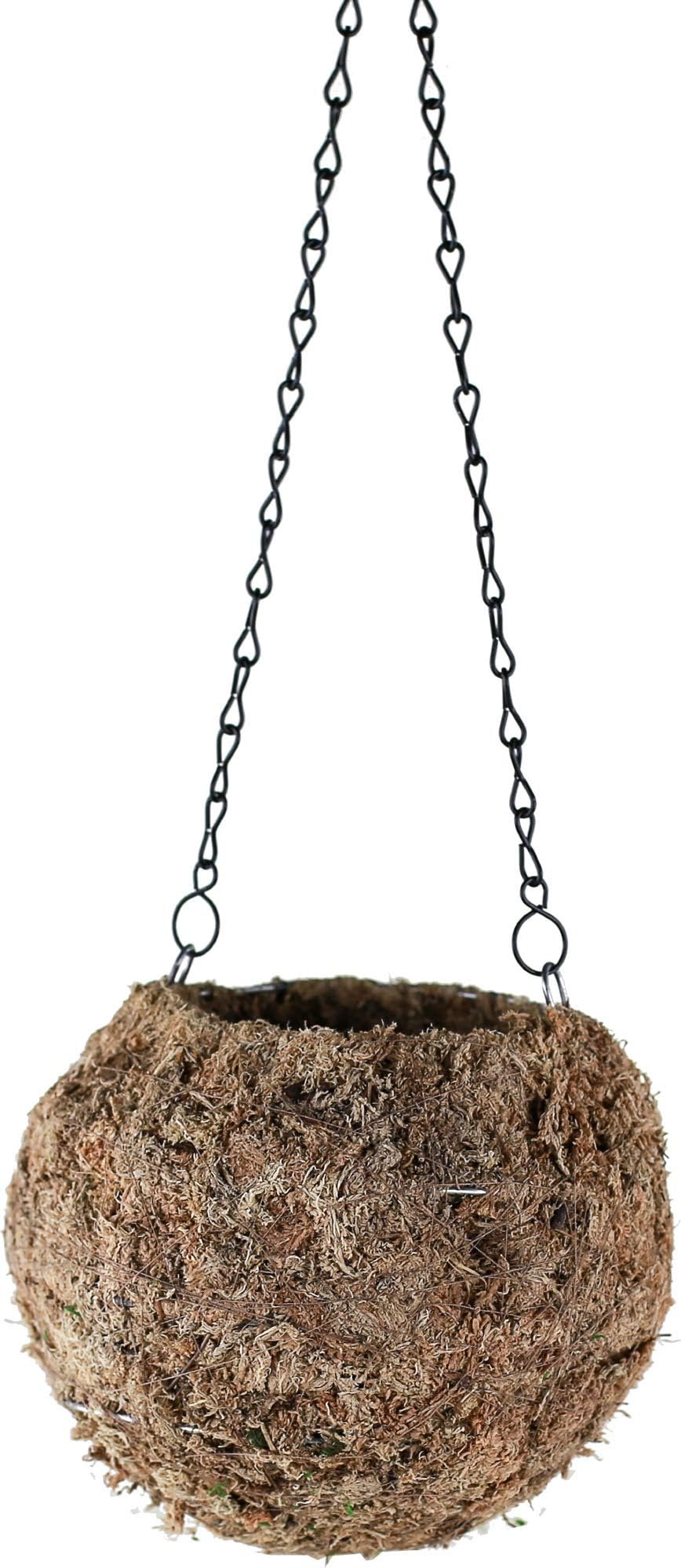 Bella Moss129106080 Kokedama Moss Planter, Brown