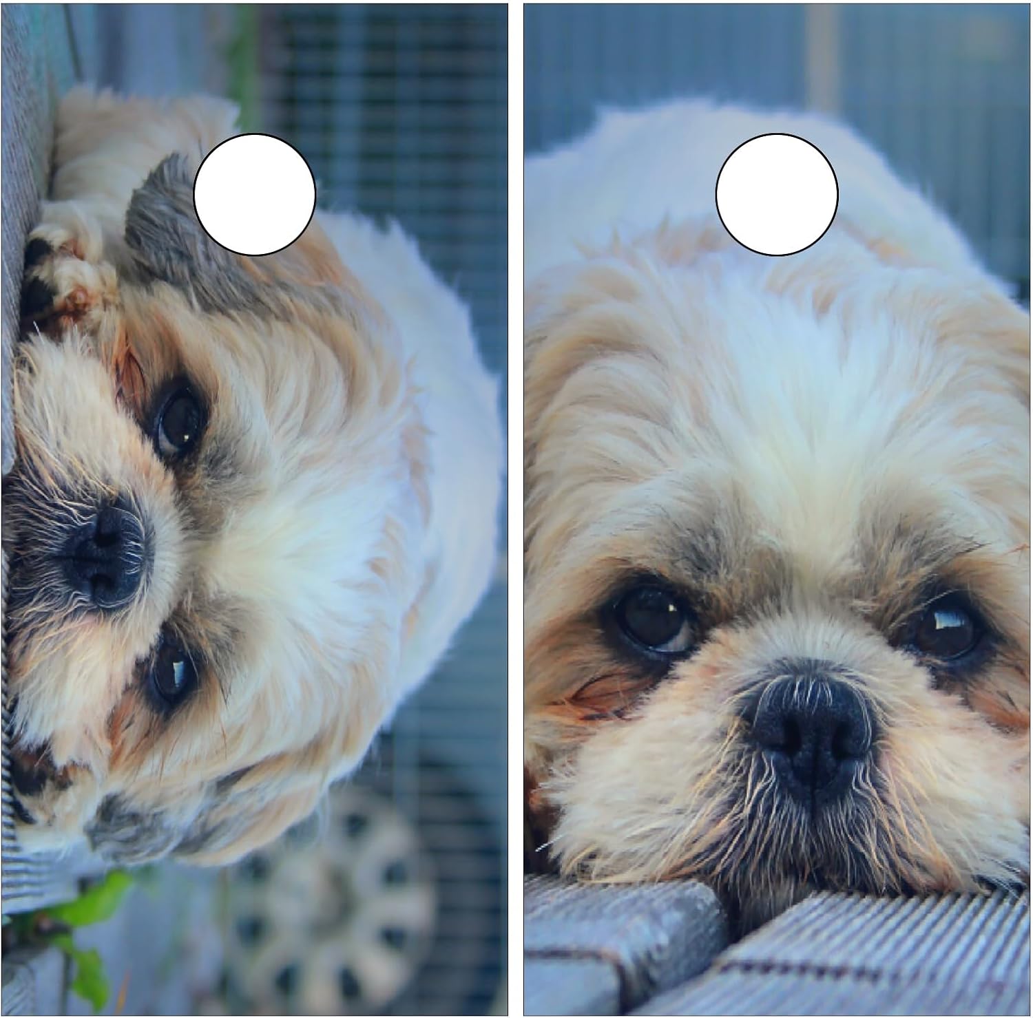 Cornhole Board Wraps Shih Tzu Dog Muzzle Cornhole Skins for Boards,Skin Decal Vinyl Wrap for Cornhole Game Board Bag Toss (2xpcs.)