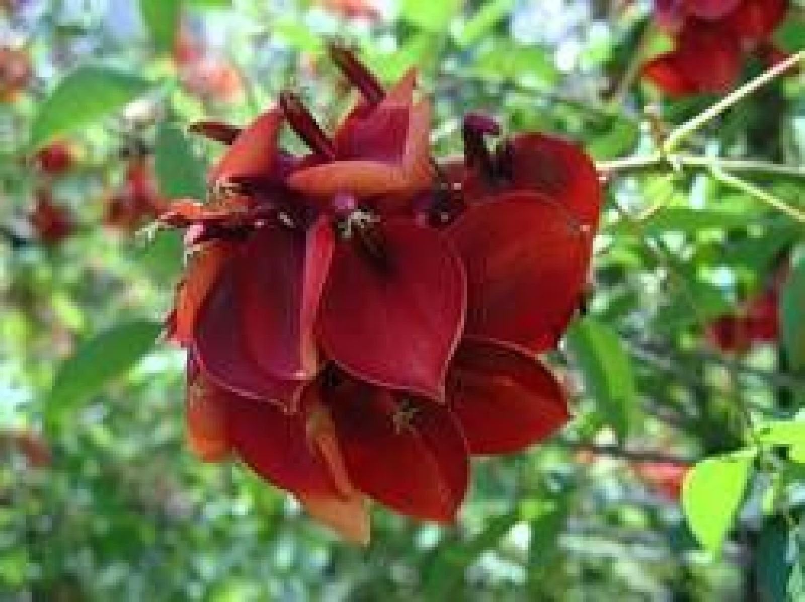 Erythrina crista-galli, coral tree, red, long-lasting bloom !!