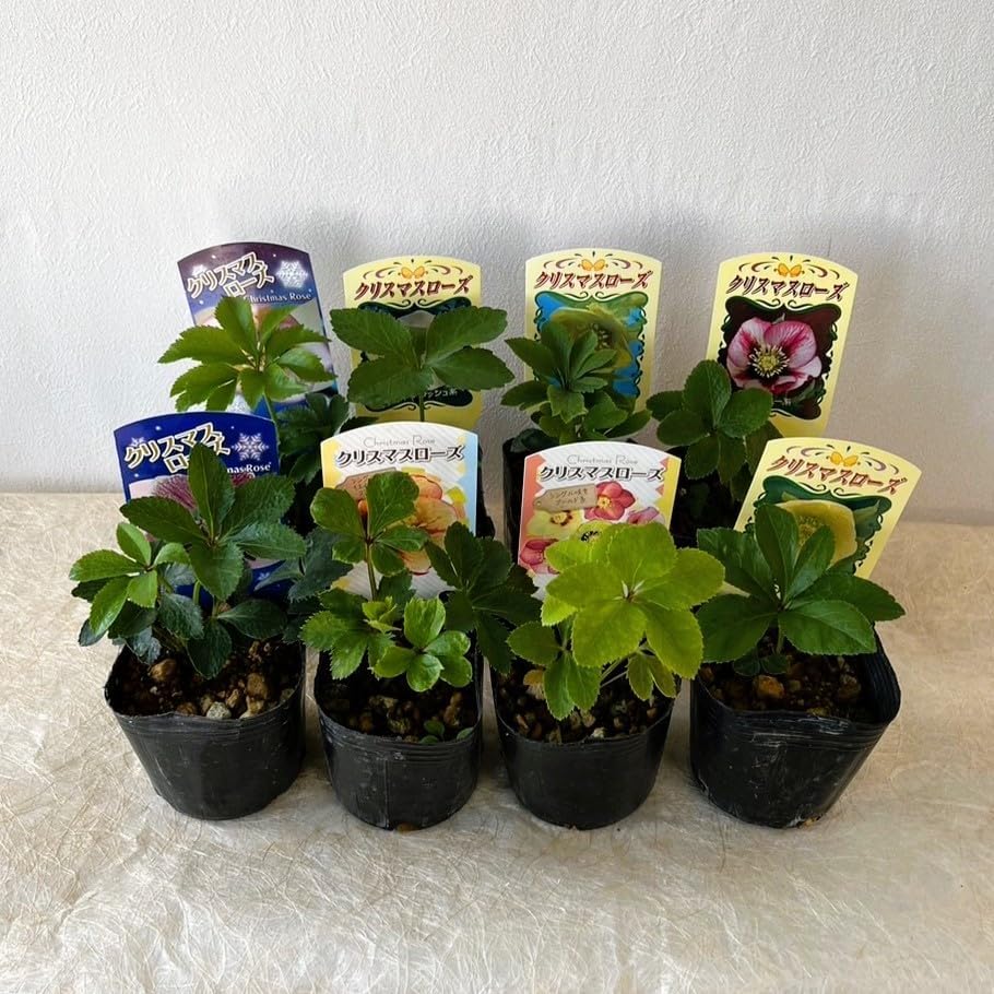 山桃果樹苗木接木 ヤマモモ 東魁メス苗3本セット 山桃果樹苗木接木