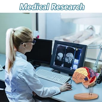 Human Brain Model Anatomy, 2X Life Size Human Brain Anatomical Model for Neuroscience with 4 Color-Coded Detachable Brain Model for Neuroscience Psychology Science Research Medical Learning