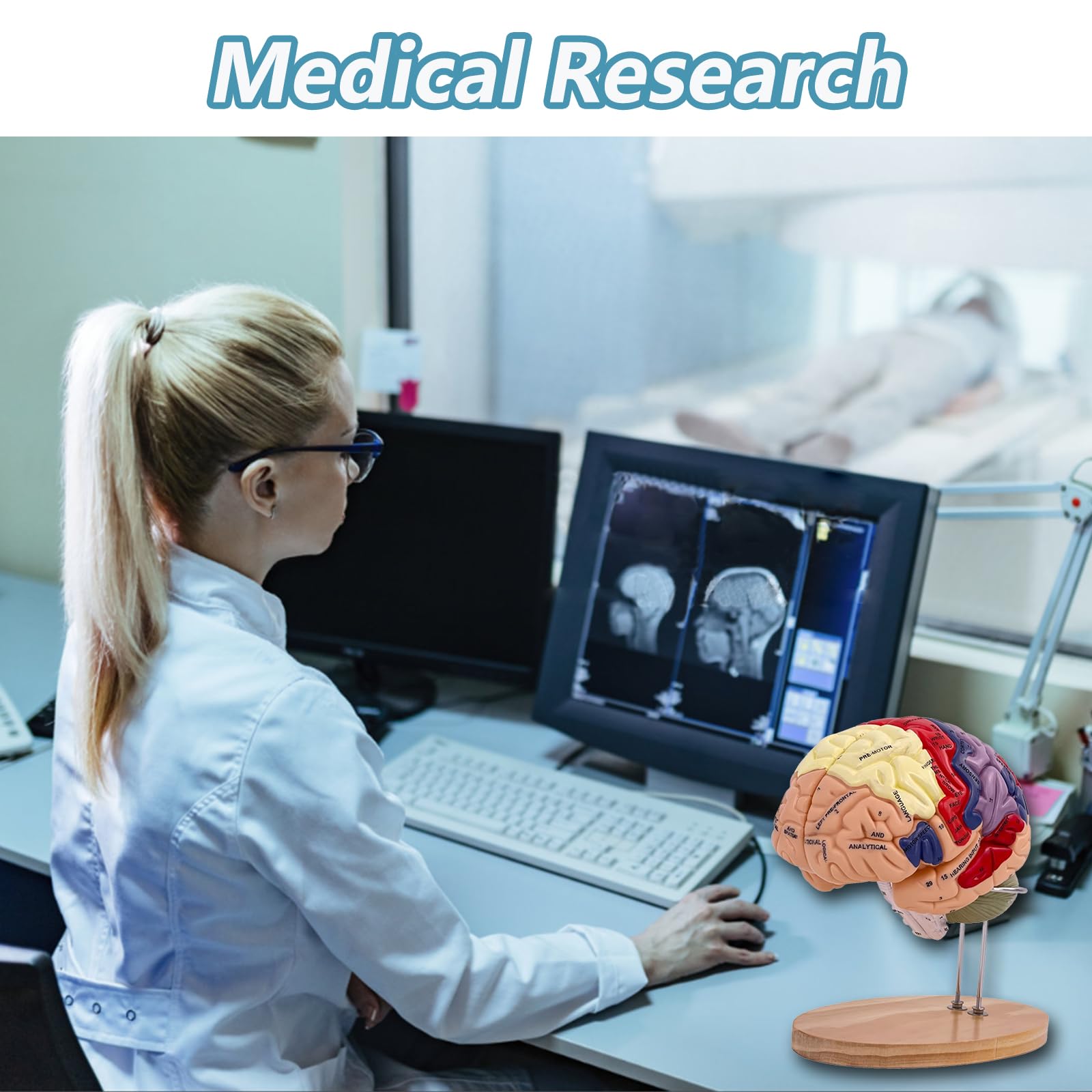 Menschliches Gehirn Modell für Anatomie Neuroanatomie, 2X Lebensgroßes Zerlegbar Bunt Anatomie Modell 4-Teiliges Human Brain Model für Medizinisches Lehren, Bildung, Display