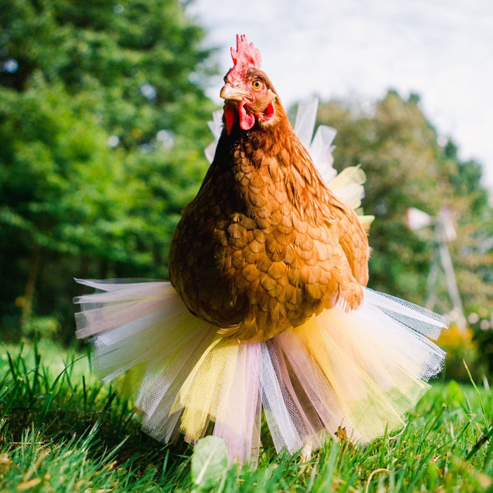 Disfraz Blancanieves Disfraces De Animales De La Granja Para