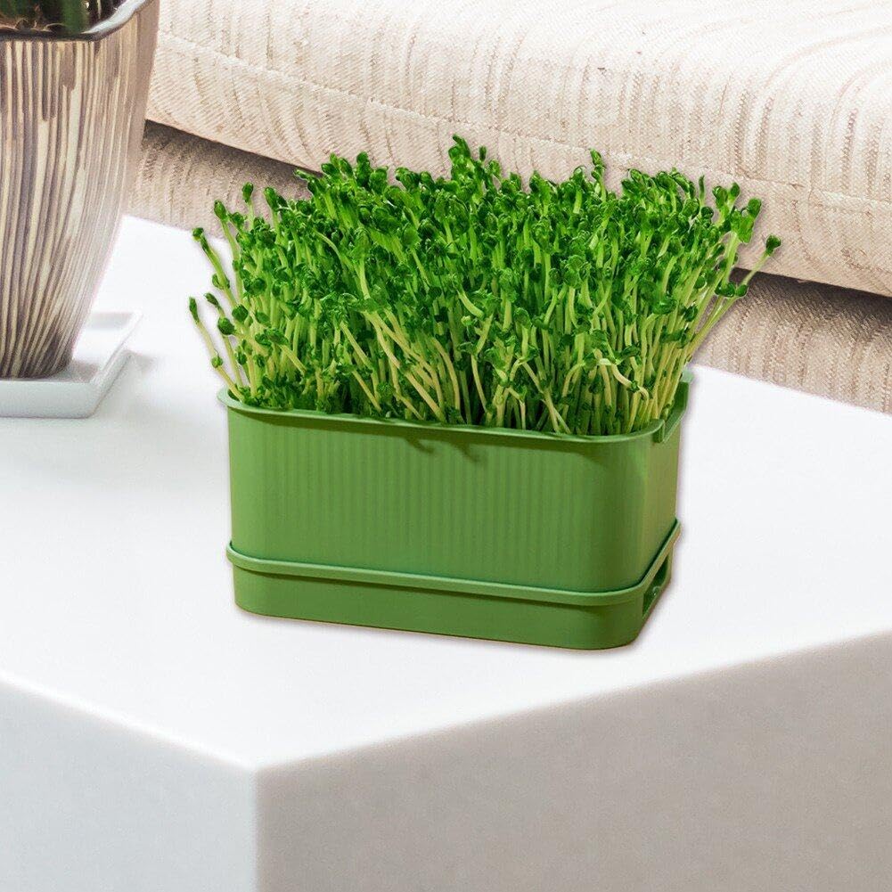 Kit Per Germinazione Semi - Vassoio Senza Suolo | Coltiva Germogli In Casa - Foto 10