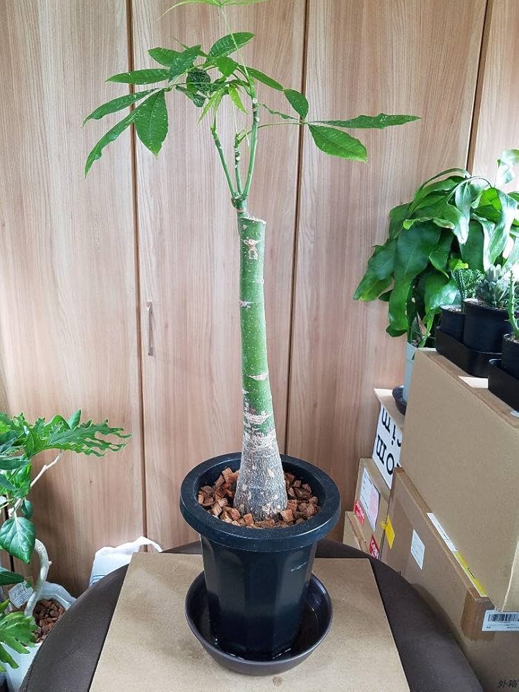 パキラ ミルキーウェイ （美形）