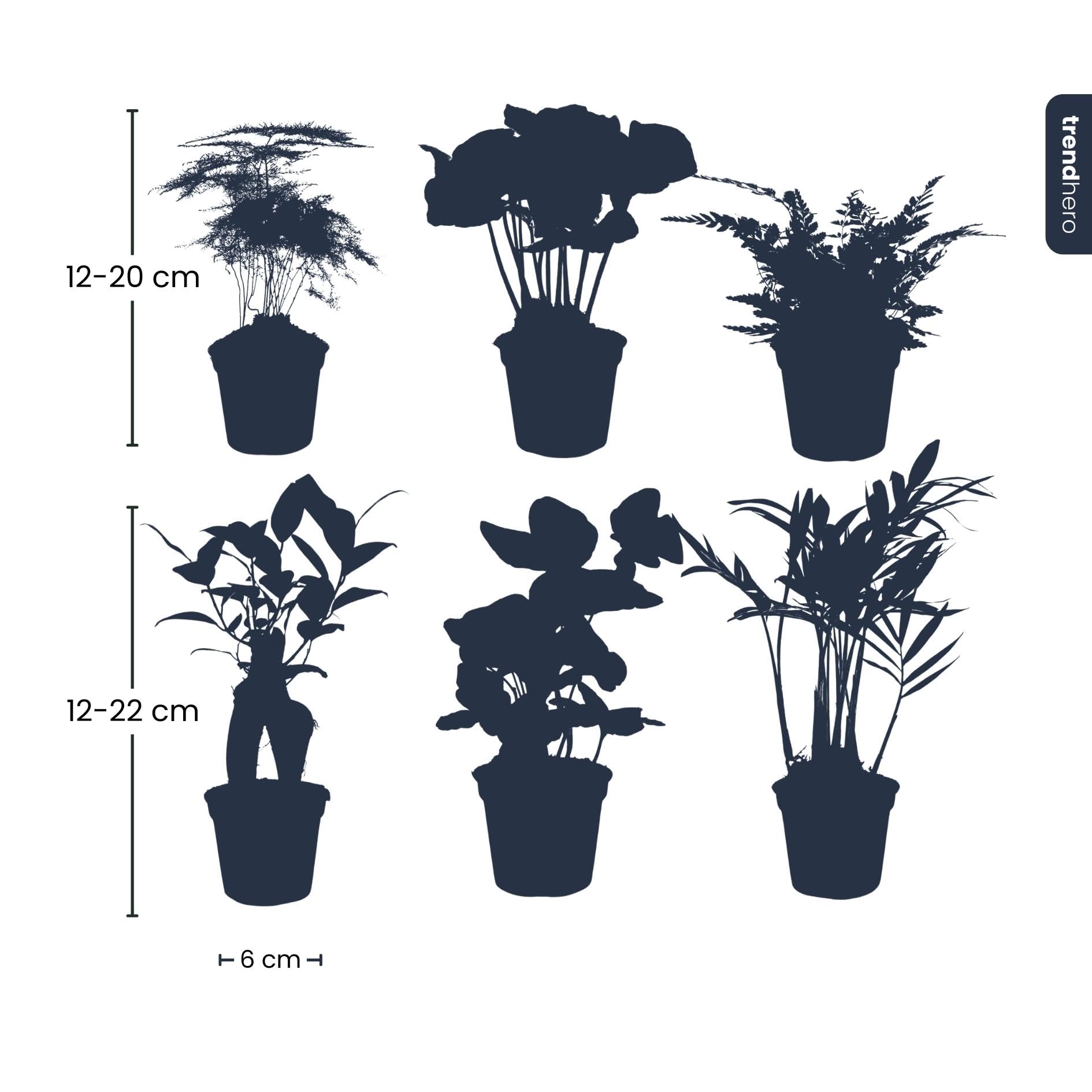 Set Piante con Piante Vere, per Casa e Ufficio, Verde, 6 Pezzi Vaso 6 cm