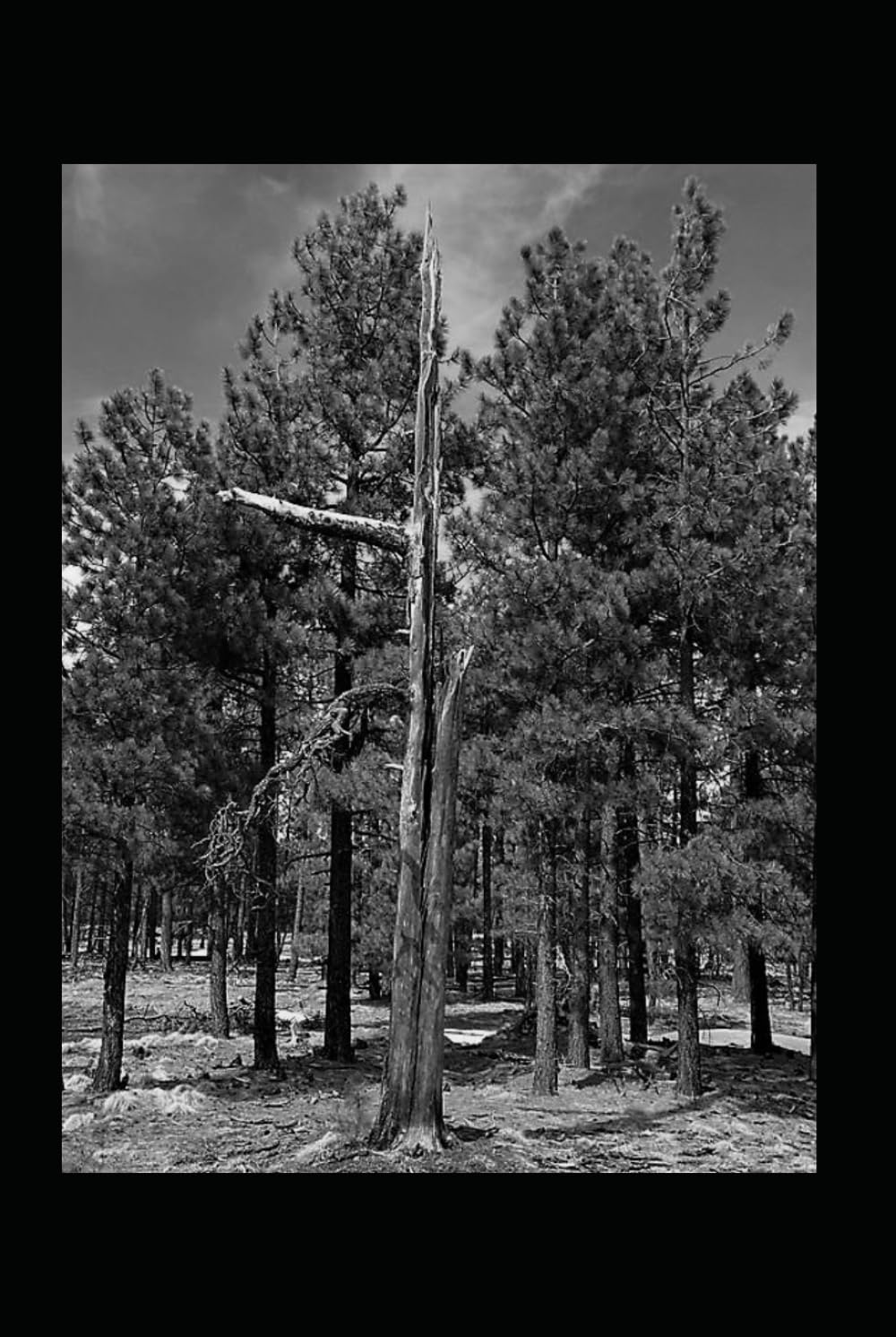 Dead Tree