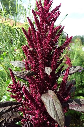 Miniatura 4 de Gaea's Blessing Semillas - Semillas de amaranto - Granate rojo - Semillas sin OMG con instrucciones de siembra fáciles de seguir - Polinizado