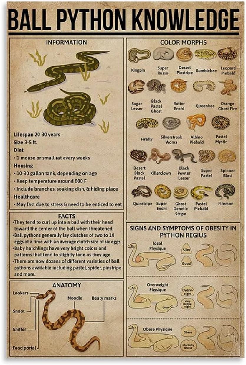 Amazon.com: apular 12x18 IN Ball Python Knowledge Posters Metal Signs ...
