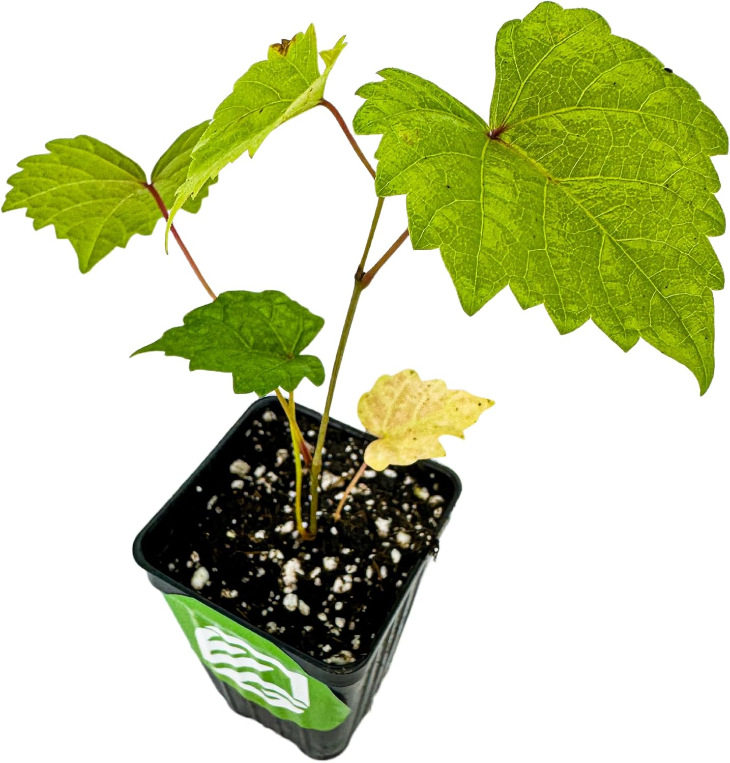 Blanc du Bois Grape - Vitis labrusca - Wellspring Gardens Starter Plant - Live Plant for Outdoor Gardens - Vigorous Grapevine Plants - Ideal for Fruit Gardening in Patio and Garden