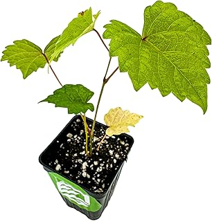 Delicious' Muscadine Grape Vine Live Plant - Vitis rotundifolia by Wellspring Gardens - Thriving Starter Plant for Outdoor...