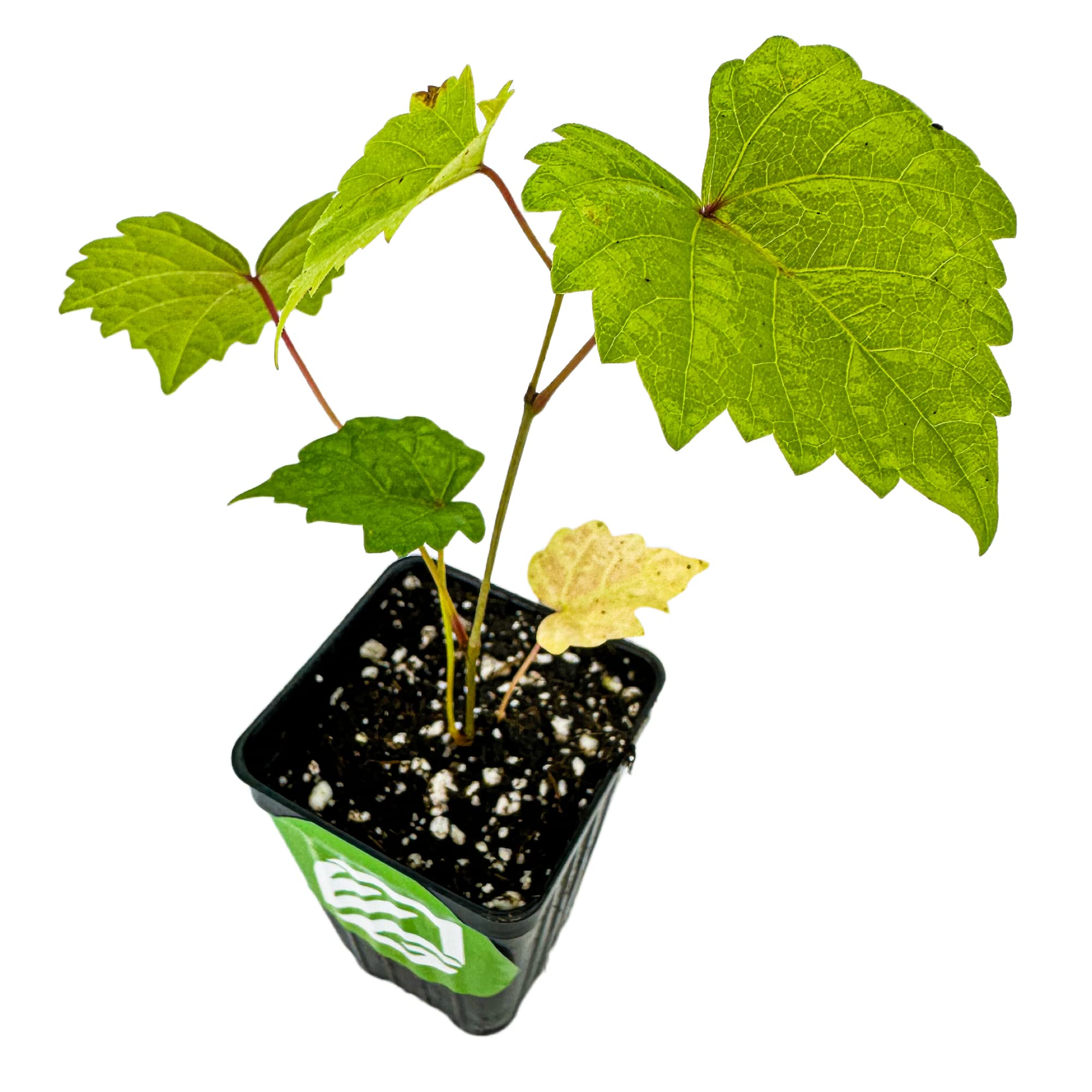 Delicious' Muscadine Grape Vine Live Plant - Vitis rotundifolia by Wellspring Gardens - Thriving Starter Plant for Outdoor Gardens - Juicy Grape Plant