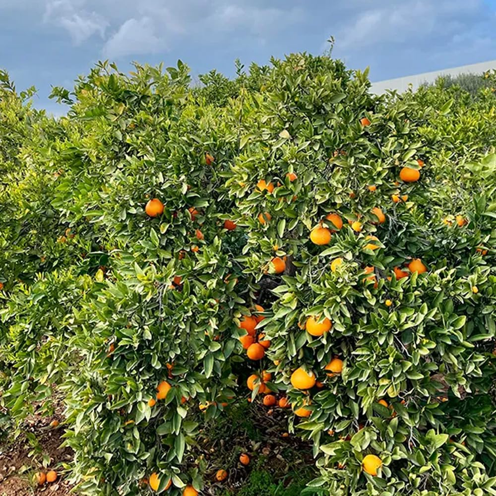 Caja de naranjas de temporada | 4, 9 o 15kg. Comprar naranjas cultivadas de forma sostenible en Castellón (España) y directas del agricultor a tu casa (4 Kg)