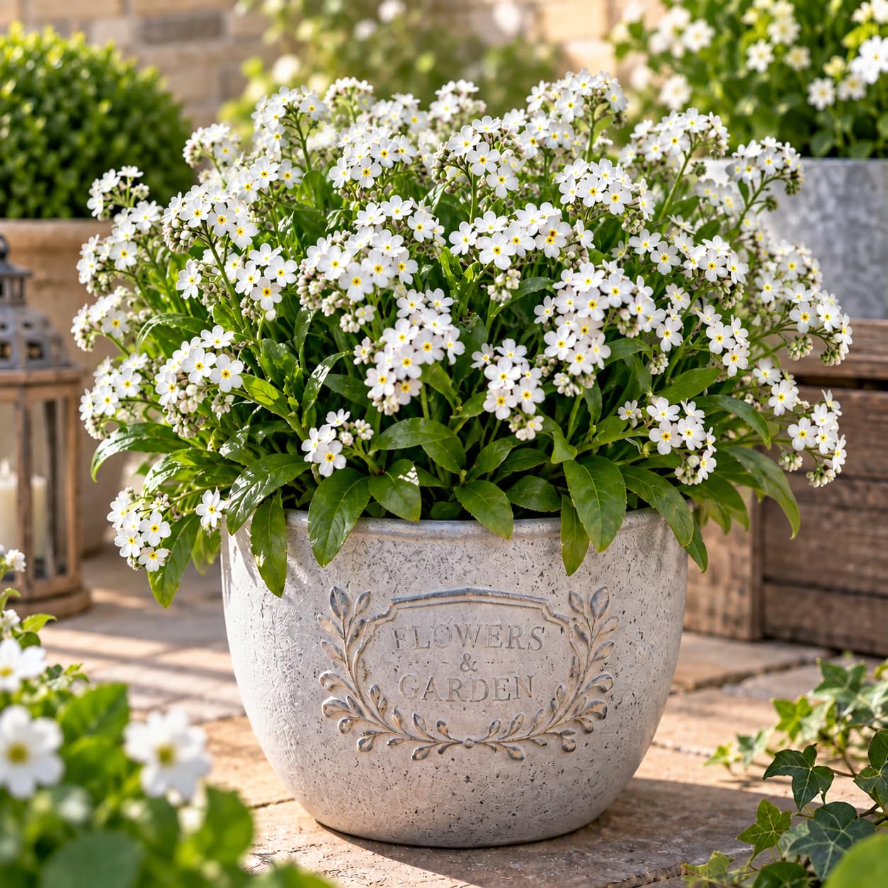 White Forget Me Not Plant in 10.5cm Nursery Pot, Garden Ready Plant โ image 1