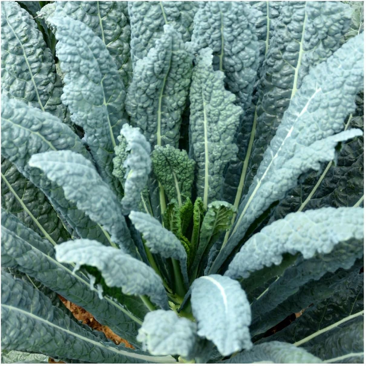 Everwilde Farms - 1 Lb Lacinato Kale Seeds - Gold Vault