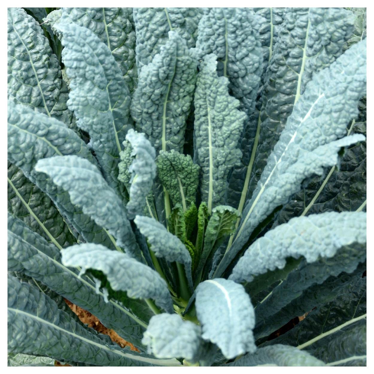 Everwilde Farms 1 Lb Lacinato Kale Seeds