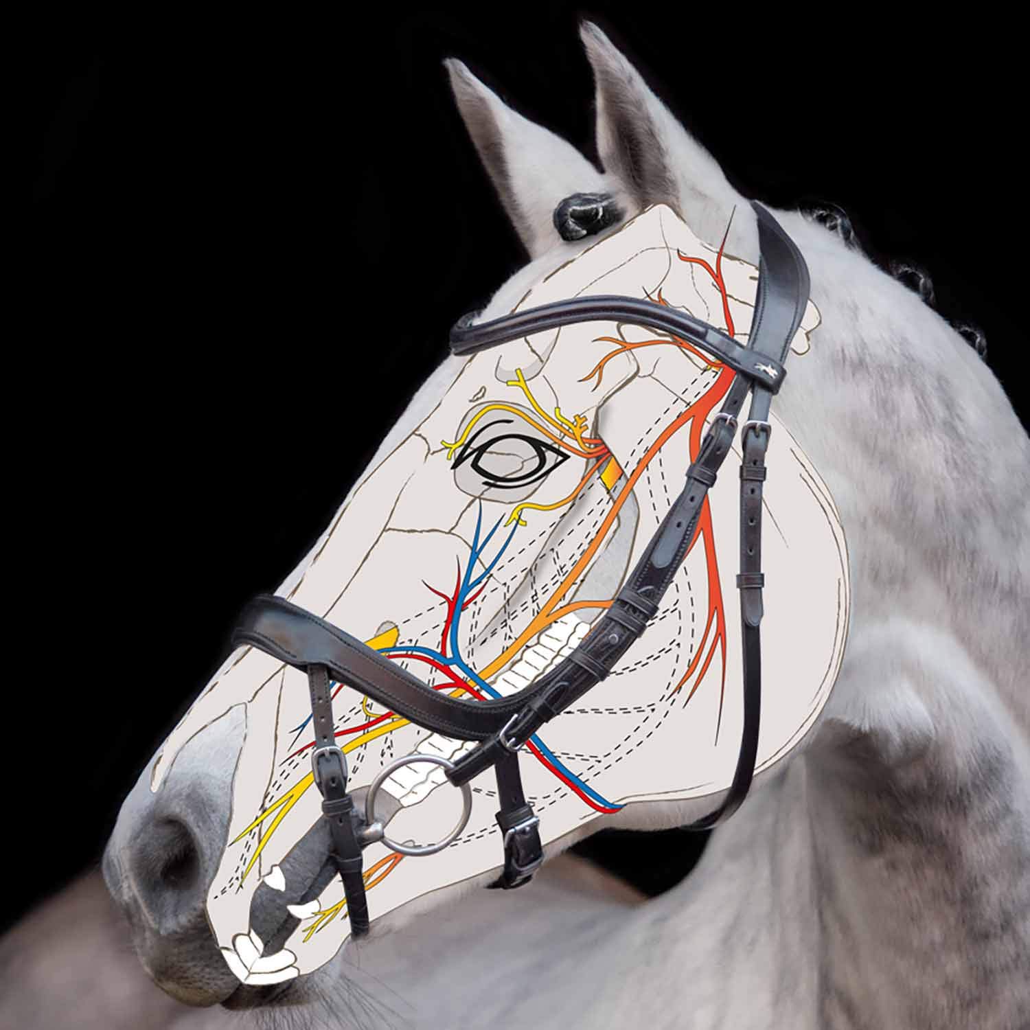 ANATOM. SPEZIALTRENSE Premium " EQUITUS ALPHA " Größe Vollblut, Farbe schwarz