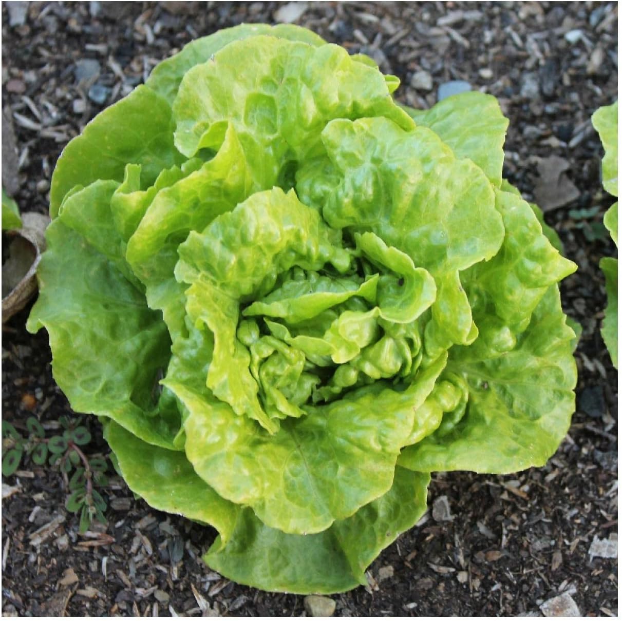 Everwilde Farms - 1/4 Lb Organic Tom Thumb Leaf Lettuce Seeds - Gold Vault