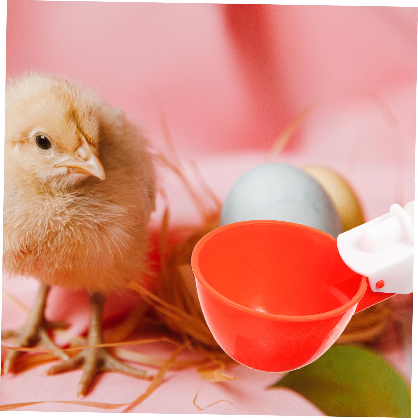 ibasenice 5 Sets Automatic Chicken Cups Durable Poultry Water Feeder for Chickens Ducks Quail Other Birds Convenient Capacity Dispenser for Easy Hydration