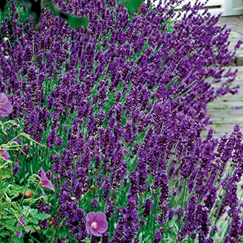 Park Seed Hidcote Blue Lavender Seeds
