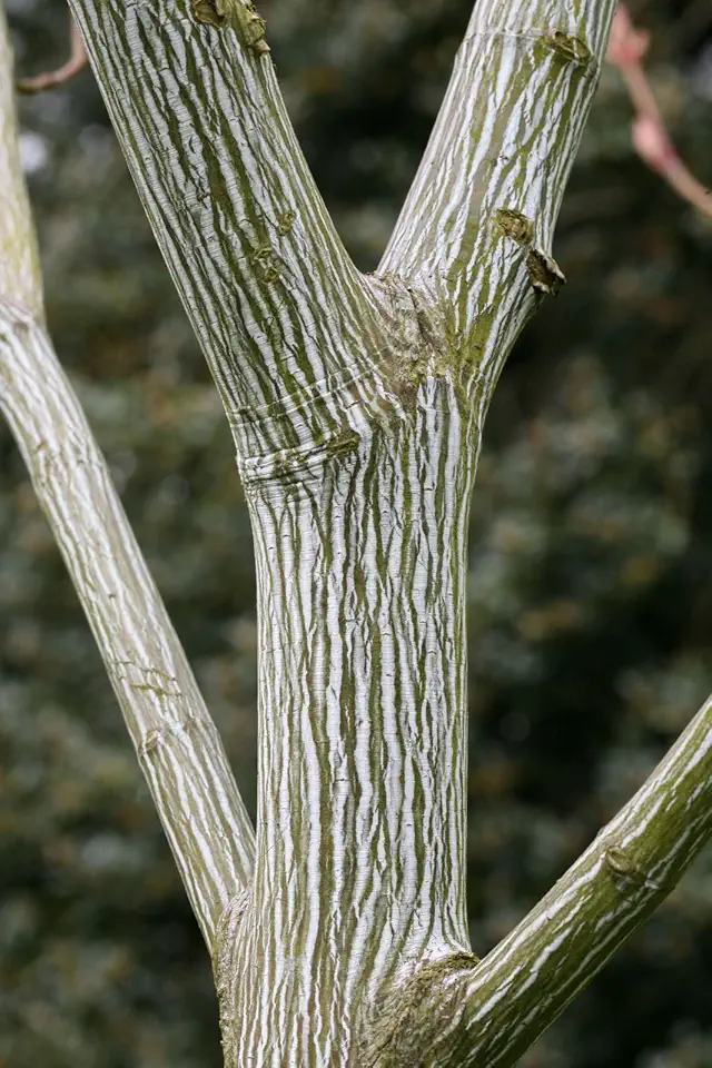 20 Striped Maple Seeds (Acer pensylvanicum)