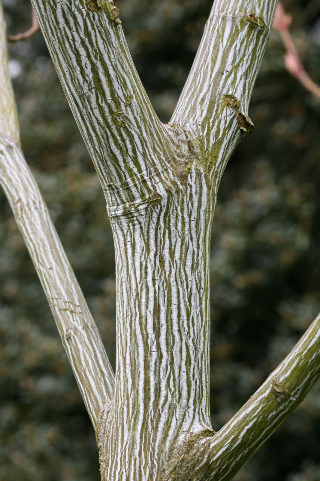 めーぷる Amazon.com : 20 Striped Maple Tree Seeds - Acer