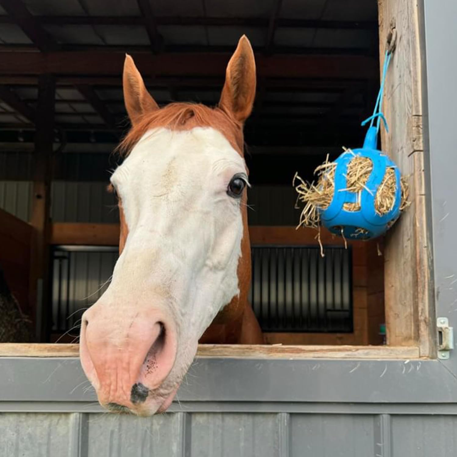 Horsemen's Pride Jolly Hay Ball Stall Spielzeug für Pferde