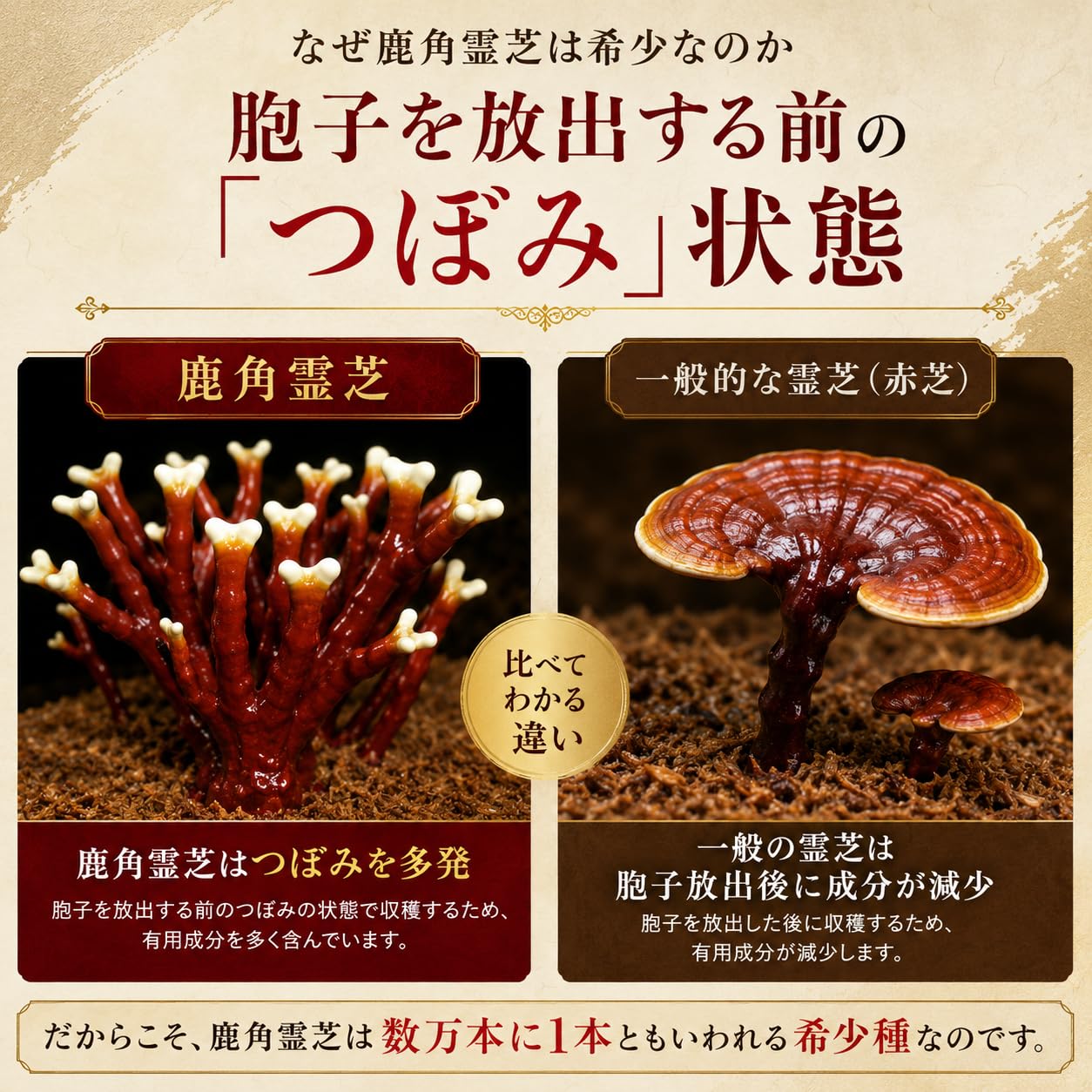 Amazon.co.jp: 『宝寿仙』熊本県産 幻 鹿角霊芝 ろっかくれいし最先端