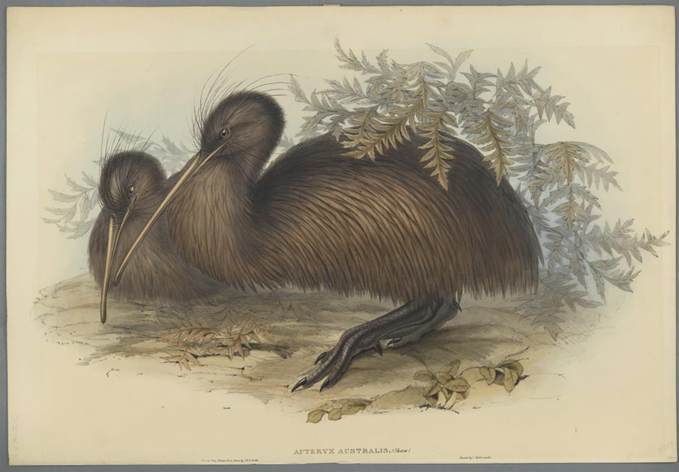 Artxlxxbn No Frame Famous Prints Artwork Pictures Poster Painting Art Animal Bird Apteryx Australis By John Gould Artwork Landscape Pictures For Home Decor 60X90cm