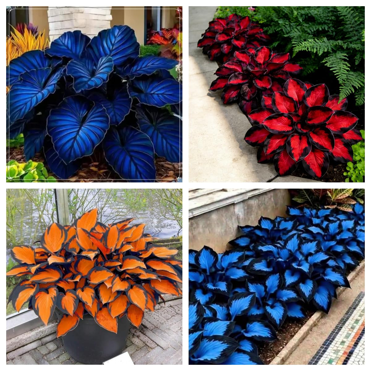 Perennial Hosta Bulbs for Planting：Shade Loving Midnight Blue Hosta Bulbs, Ideal for Courtyard Walkways & Borders, Excellent Display-3 Bulbs-B