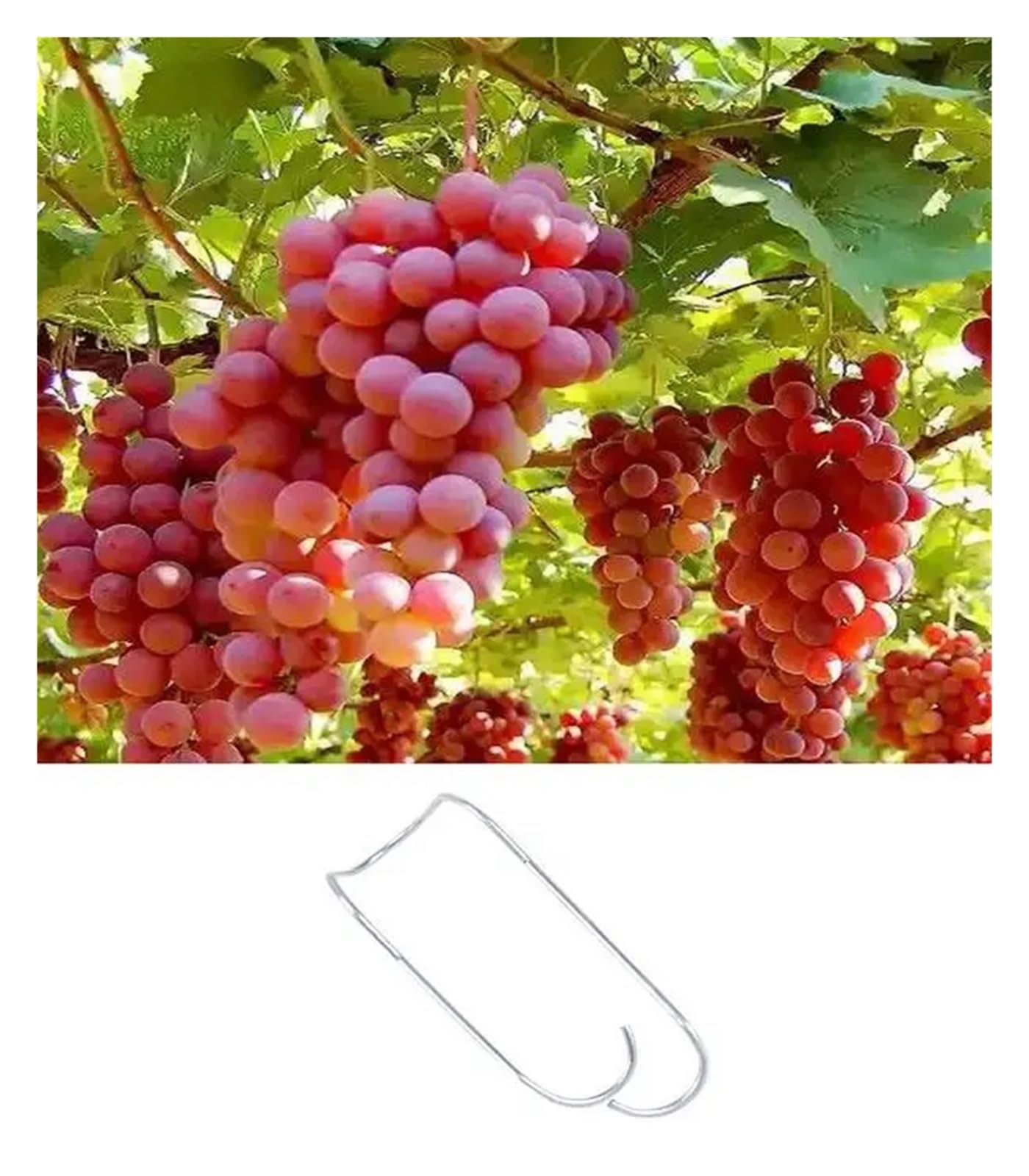 Connettori a Gabbie vegetali Pianta di Collegamento Fibbie 50PCS Giardino Mucchio Clip Gabbie for Piante Connettore Palo da Giardino Connettori Traliccio di Verdure Clip di Filo per(16MM)