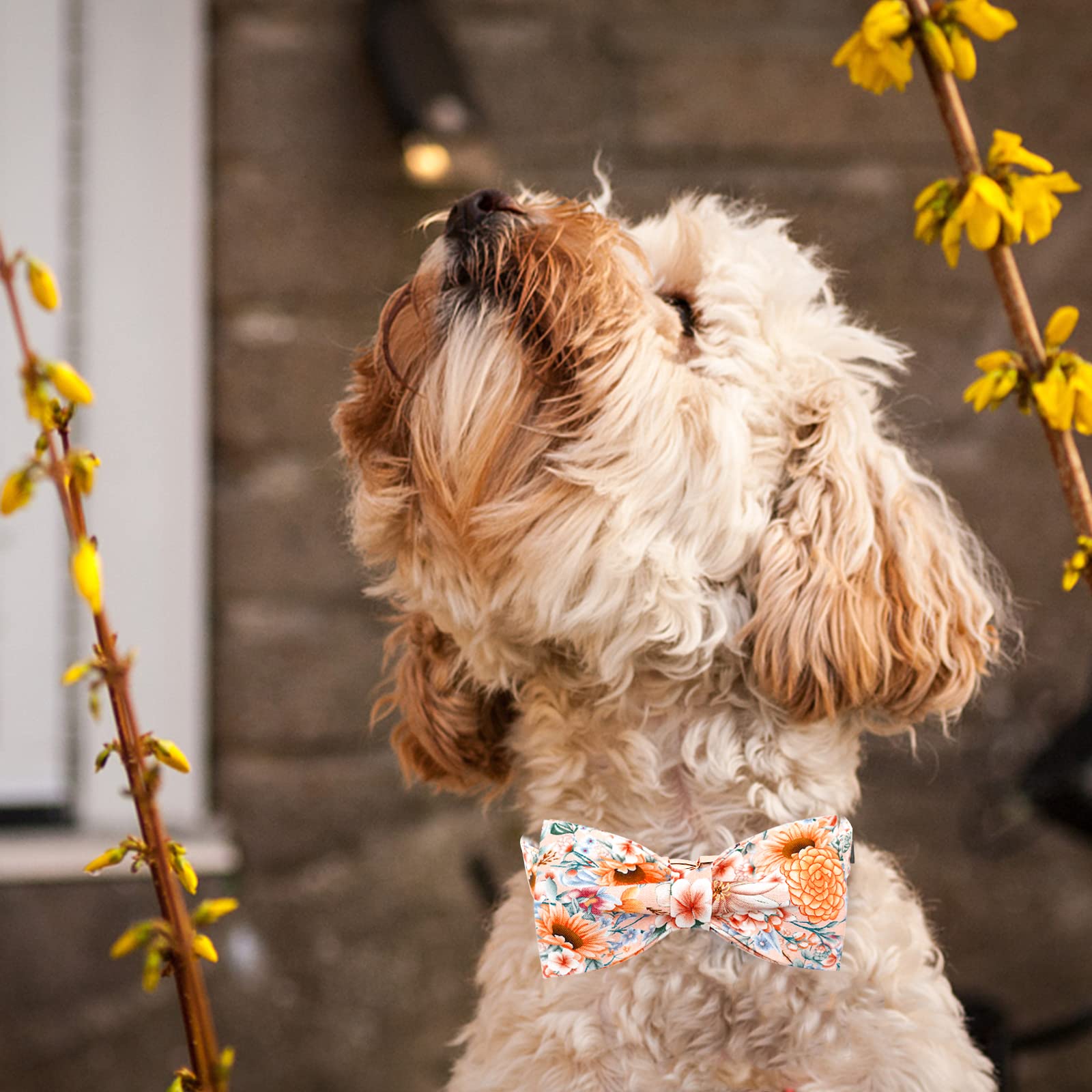 Lionheart Glory Hundehalsband Mit Schleife – Floral, Verstellbar, Für Kleine Hunde